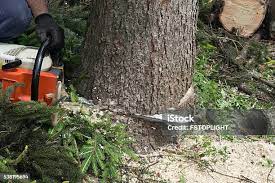 Best Tree Preservation Services  in Trainer, PA