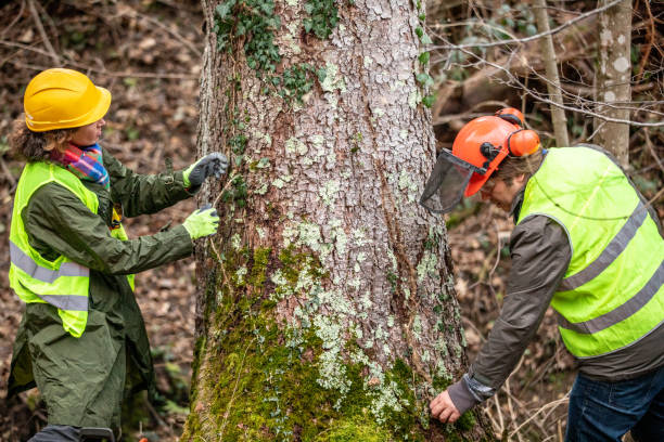 Best Tree Trimming and Pruning  in Trainer, PA