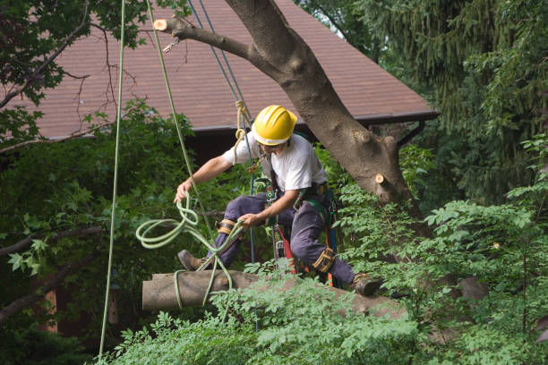 Best Root Management and Removal  in Trainer, PA