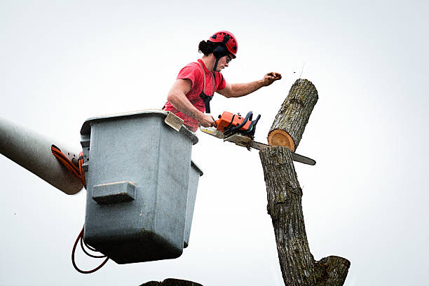 Best Fruit Tree Pruning  in Trainer, PA