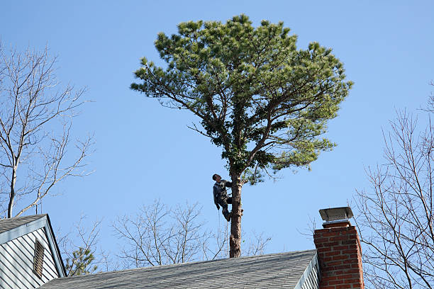 Best Tree Cabling and Bracing  in Trainer, PA